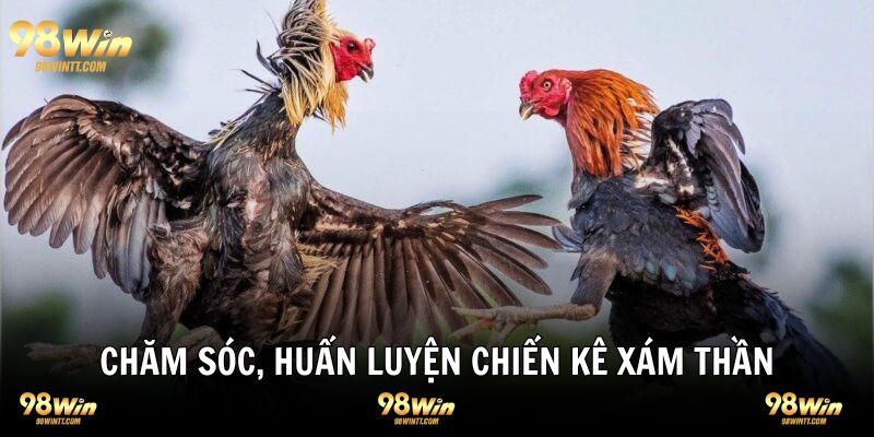 Cách chăm sóc và huấn luyện gà xám hiệu quả chất lượng 